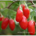 Goji(Wolf) Berry Powder-Polysaccharides